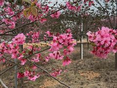 -天适樱花悠乐园