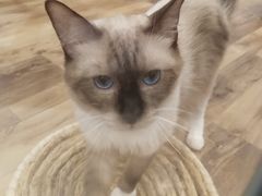-袖虎·猫馆(体育西路店)