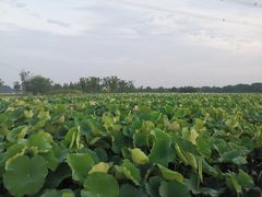 -梁鸿国家湿地公园