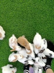 -萌宠亲子动物乐园(槐房万达店)