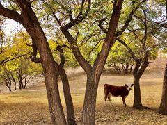 -塞罕坝国家级自然保护区