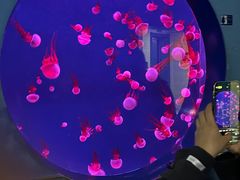 -西安曲江海洋极地公园
