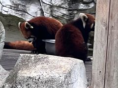 -黔灵山公园