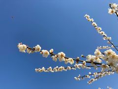 -香雪海