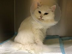 -瑞鹏宠物医院·爱宠堂·骨外专科(西荷分院)