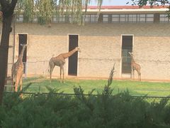 -辛玛王国游乐园