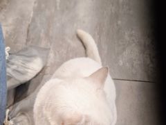-楼上猫咖(罗湖店)