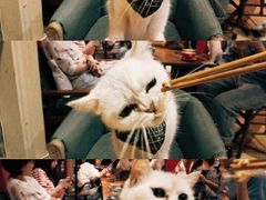 -猫色咖啡·猫咖