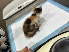 -四月宠物医院·猫专科·心脏专科·内科(转塘店)