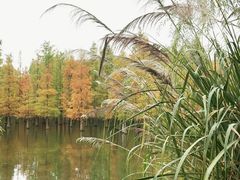 -白鹭湾湿地公园