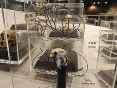 -北京周口店北京人遗址博物馆