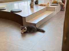 -飞行喵MR PILOT|猫舍·猫咖(静安大融城店)