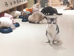 -藏猫猫咖啡主题馆(中央大道店)