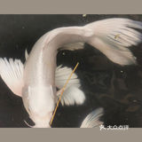 美丽世界——南宫五洲植物乐园