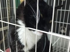 -壹迦桌游·血染钟楼剧本杀狼人杀