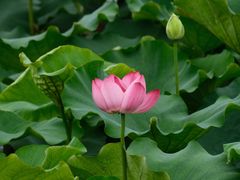 -荷塘月色湿地公园·向阳花洲