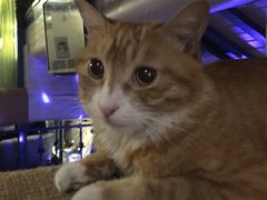 -Sirena海妖日咖夜酒