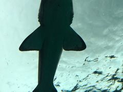 -瑞普利水族馆