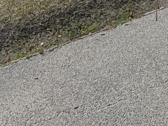 -春花秋色城市公园