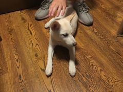 -柴务处·柴犬主题狗咖