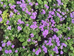 -上海植物园·停车场