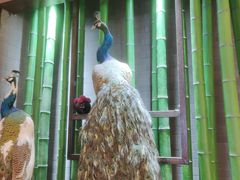 -雀舞云南菜(天津天河城购物中心店)