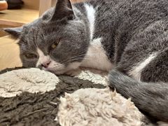 -滚猫咖啡·猫咖·猫友好撸猫(未来城店)