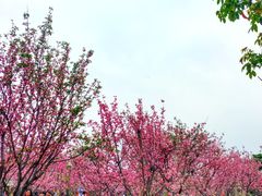 -天适樱花悠乐园