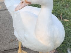 -朝阳公园