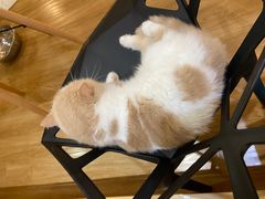 -滚猫咖啡·猫咖·猫友好撸猫(未来城店)