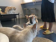 -Heymao猫咖.咖啡厅(东门店)