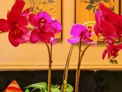 -花舍·新派粤菜·西餐·下午茶(亚运村·鸟巢店)