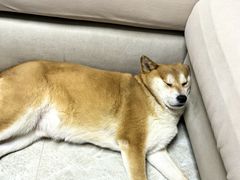 -瑞派宠物医院·24h·骨外科·皮肤科·全科宠物医疗转诊中心(沈阳浑南院)