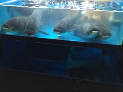 -好灶头妈妈菜·柴火灶台鱼·千岛湖土菜地标美食