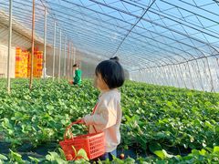 -金石滩蓝莓谷庄园