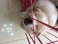 iphone_upload_pic-创凡宠物医院·骨专科  猫科中心(西乡分院)