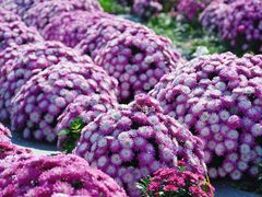 -中国天府农业博览园