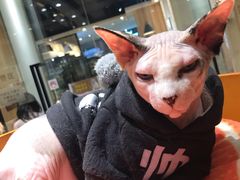 -藏猫猫咖啡主题馆(中央大道店)