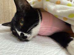 -北京观赏动物医院·24小时大型综合·猫专科·异宠专科