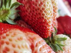 -建德果蔬乐园绪塘草莓基地