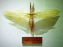 -上海昆虫博物馆