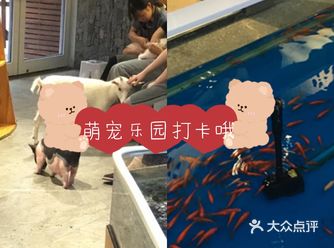 萌宠乐园打卡，里面动物超可爱哦！