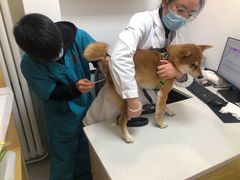 -中农大我爱我爱动物医院·核磁CT·猫病·24小时夜诊中心(石佛营店)