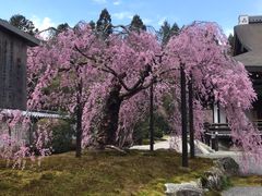 -西芳寺(苔寺)