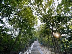 -野狸岛