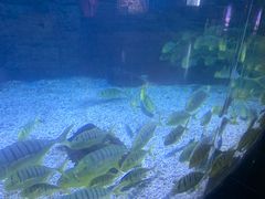 -烟台海昌鲸鲨海洋公园