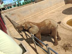 -西霞口神雕山野生动物世界