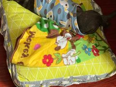 -艾贝尔宠物诊疗