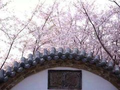 -武汉大学-樱园