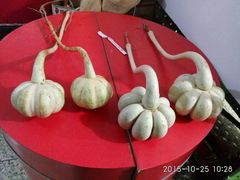 -北戴河集发农业梦想王国